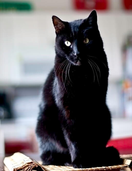 black-domestic-shorthair-6 Domestic Shorthair Colors | Black, White, Orange black-domestic-shorthair-6 Domestic Shorthair Colors | Black, White, Orange