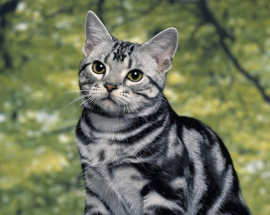 domestic-shorthair-cats-1 Domestic shorthair highly intelligent cats domestic-shorthair-cats-1 Domestic shorthair highly intelligent cats