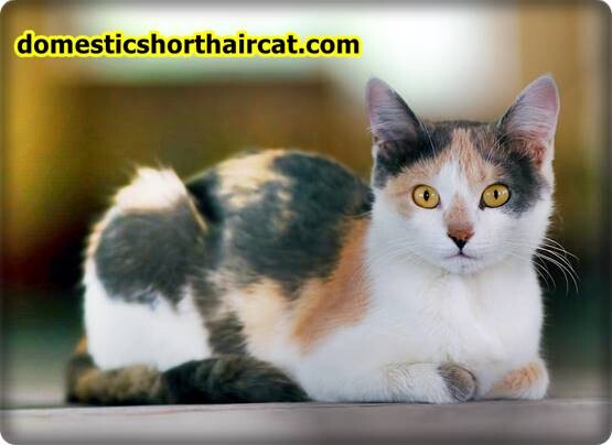 Domestic-Shorthair-Cats-Hypoallergenic-1 Are Domestic Shorthair Cats Hypoallergenic ? Domestic-Shorthair-Cats-Hypoallergenic-1 Are Domestic Shorthair Cats Hypoallergenic ?