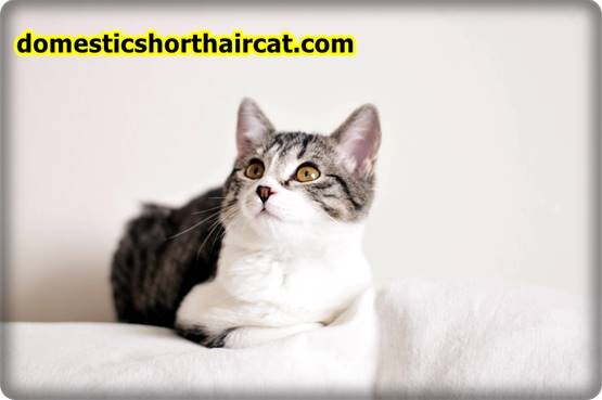 Domestic-Shorthair-Cats-Hypoallergenic-11 Are Domestic Shorthair Cats Hypoallergenic ? Domestic-Shorthair-Cats-Hypoallergenic-11 Are Domestic Shorthair Cats Hypoallergenic ?