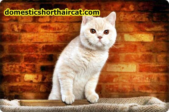 Domestic-Shorthair-Cats-Hypoallergenic-3 Are Domestic Shorthair Cats Hypoallergenic ? Domestic-Shorthair-Cats-Hypoallergenic-3 Are Domestic Shorthair Cats Hypoallergenic ?