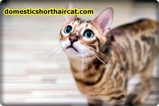 Domestic-Shorthair-Cats-Hypoallergenic-5 Are Domestic Shorthair Cats Hypoallergenic ? Domestic-Shorthair-Cats-Hypoallergenic-5 Are Domestic Shorthair Cats Hypoallergenic ?