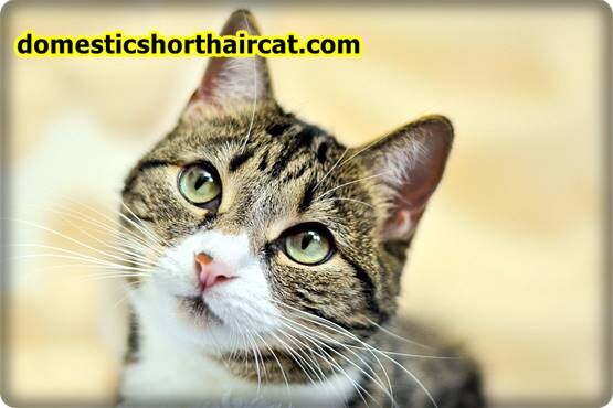 Domestic-Shorthair-Cats-Hypoallergenic-6 Are Domestic Shorthair Cats Hypoallergenic ? Domestic-Shorthair-Cats-Hypoallergenic-6 Are Domestic Shorthair Cats Hypoallergenic ?