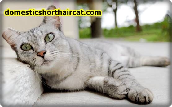 Domestic-Shorthair-Cats-Hypoallergenic-7 Are Domestic Shorthair Cats Hypoallergenic ? Domestic-Shorthair-Cats-Hypoallergenic-7 Are Domestic Shorthair Cats Hypoallergenic ?