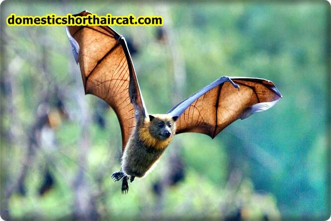 Bats List Of Spring Animals **2022  