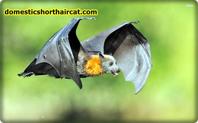 Bats List Of Spring Animals **2022  