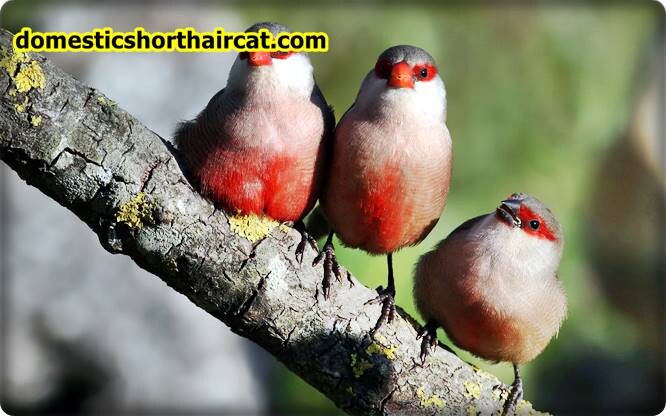 Birds-2 List Of Spring Animals **2022  