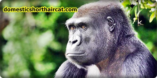 Primates-eyebrows-3 Animals With Eyebrows - Top 5 Primates-eyebrows-3 Animals With Eyebrows - Top 5