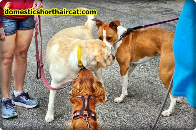 pros-and-cons-of-being-a-guardian-dog-owner-1 Pros and Cons Of Being a Guardian Dog Owner pros-and-cons-of-being-a-guardian-dog-owner-1 Pros and Cons Of Being a Guardian Dog Owner