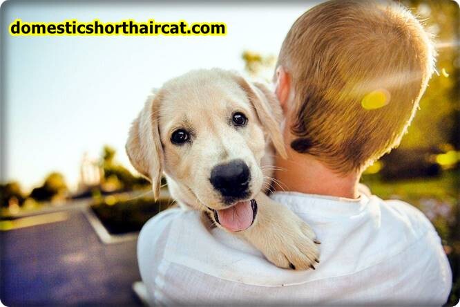 pros-and-cons-of-being-a-guardian-dog-owner-3 Pros and Cons Of Being a Guardian Dog Owner pros-and-cons-of-being-a-guardian-dog-owner-3 Pros and Cons Of Being a Guardian Dog Owner