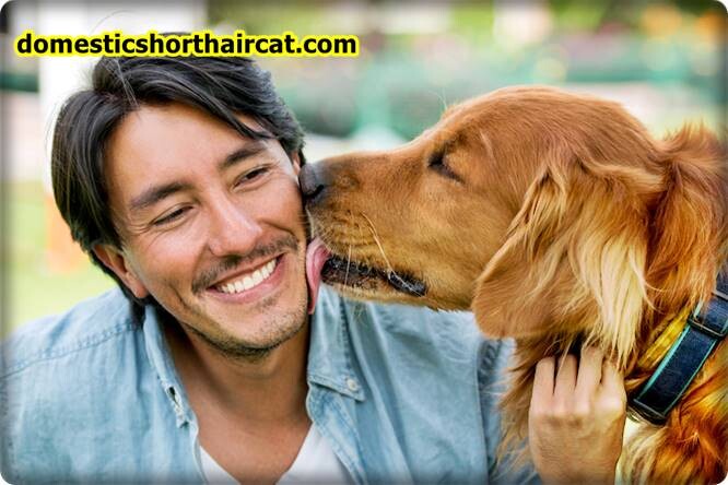 pros-and-cons-of-being-a-guardian-dog-owner-4 Pros and Cons Of Being a Guardian Dog Owner pros-and-cons-of-being-a-guardian-dog-owner-4 Pros and Cons Of Being a Guardian Dog Owner