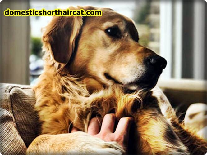 pros-and-cons-of-being-a-guardian-dog-owner-5 Pros and Cons Of Being a Guardian Dog Owner pros-and-cons-of-being-a-guardian-dog-owner-5 Pros and Cons Of Being a Guardian Dog Owner