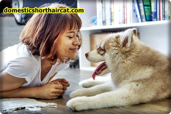 pros-and-cons-of-being-a-guardian-dog-owner-7 Pros and Cons Of Being a Guardian Dog Owner pros-and-cons-of-being-a-guardian-dog-owner-7 Pros and Cons Of Being a Guardian Dog Owner