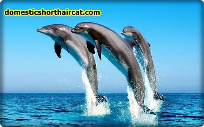 Dolphins Animals With Bad Memory  