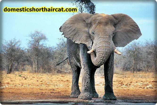 Elephants Animals With Bad Memory  