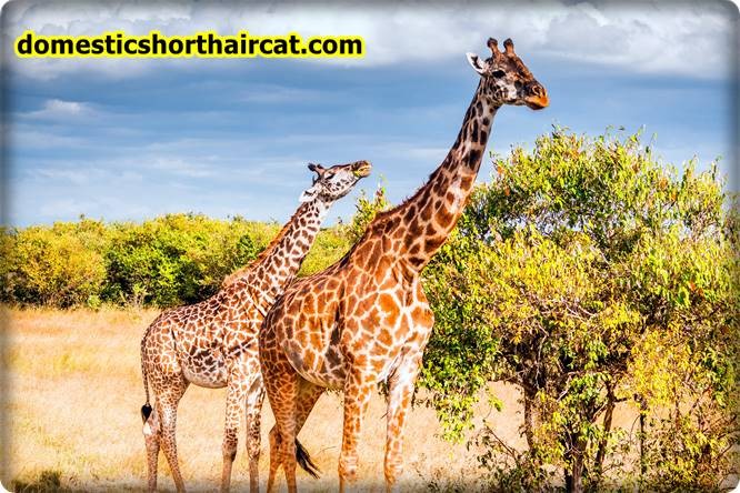 Giraffes Animals With Bad Memory  