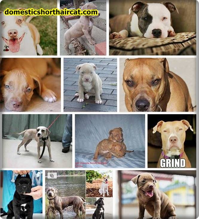 Light-Skin-Pitbull-1 Light Skin Pitbull Light-Skin-Pitbull-1 Light Skin Pitbull