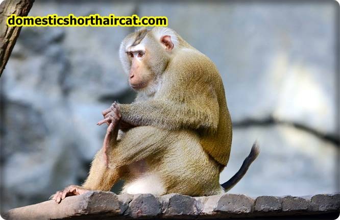 Pig-tailed-macaques Animals With Bad Memory  