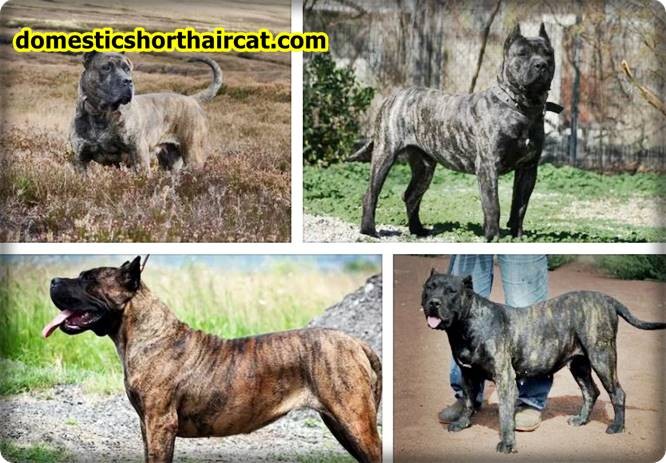 Pitbull-Mix-With-Presa-Canario-1 Pitbull Mix With Presa Canario Pitbull-Mix-With-Presa-Canario-1 Pitbull Mix With Presa Canario