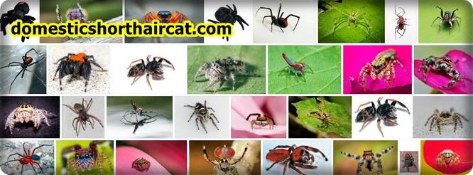 Red-Back-Jumping-Spider-2 Red Back Jumping Spider  