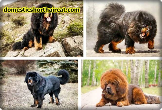 Shaved-Tibetan-Mastiff-1 Shaved Tibetan Mastiff  
