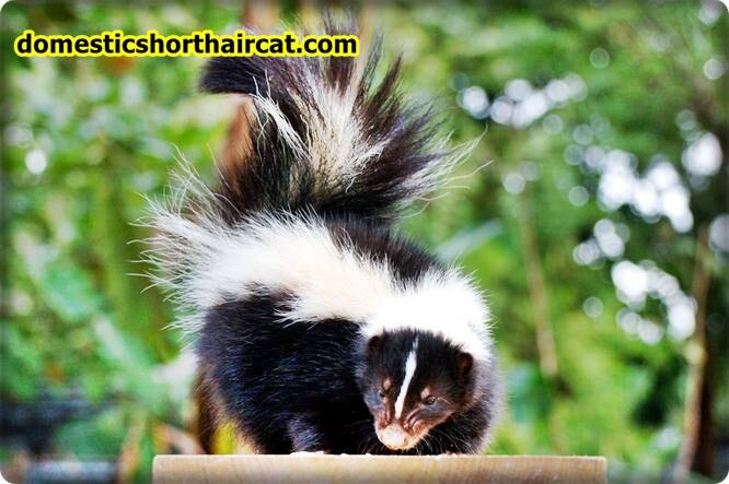 Skunk-Smell-in-House-Dangerous-2 Skunk Smell in House Dangerous  