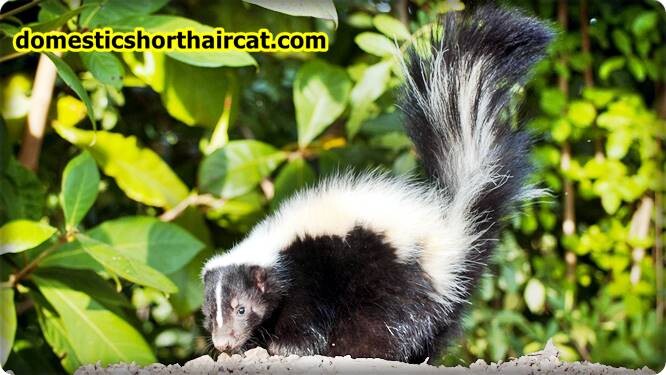 Skunk-Smell-in-House-Dangerous-3 Skunk Smell in House Dangerous  