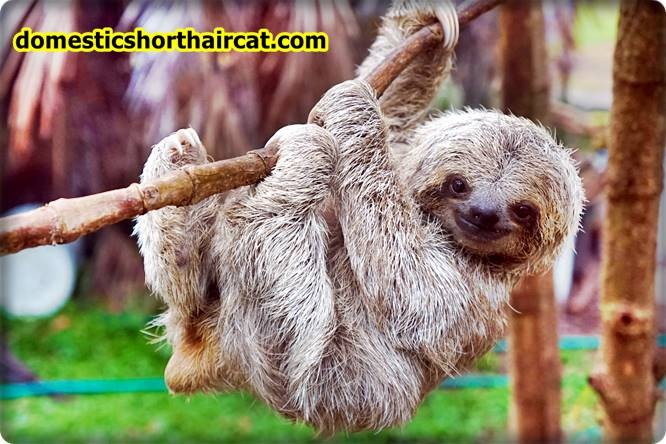 Sloths Animals With Bad Memory  