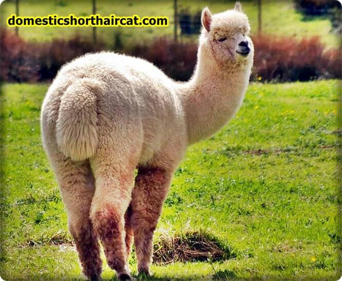 alpacas Long Neck Animals - What Animals Have a Long Neck? alpacas Long Neck Animals - What Animals Have a Long Neck?
