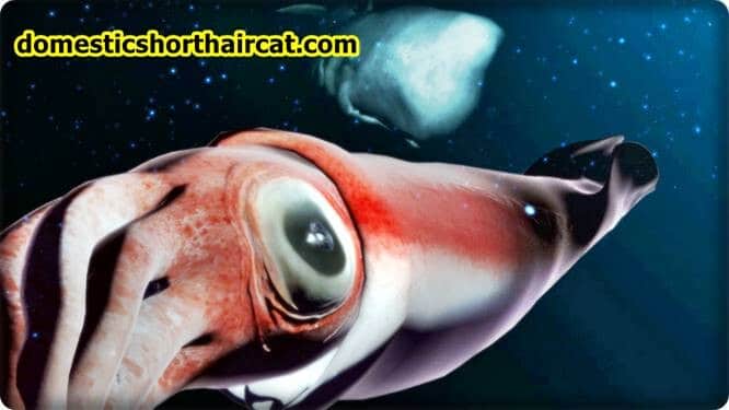 colossal-squid Fish With Big Eyes  