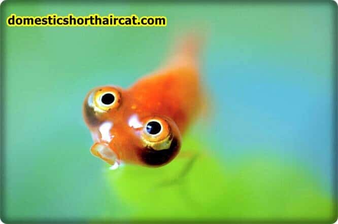 goldfish Fish With Big Eyes  