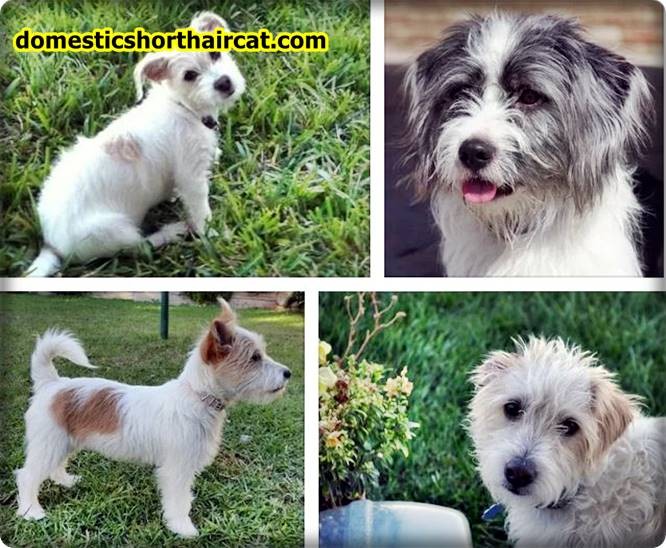 jack-russell-maltese-mix-2 Jack Russell Maltese Mix jack-russell-maltese-mix-2 Jack Russell Maltese Mix