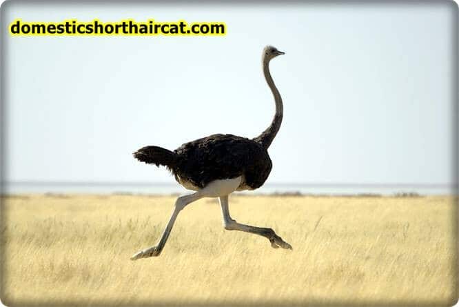 ostrich Long Neck Animals - What Animals Have a Long Neck? ostrich Long Neck Animals - What Animals Have a Long Neck?