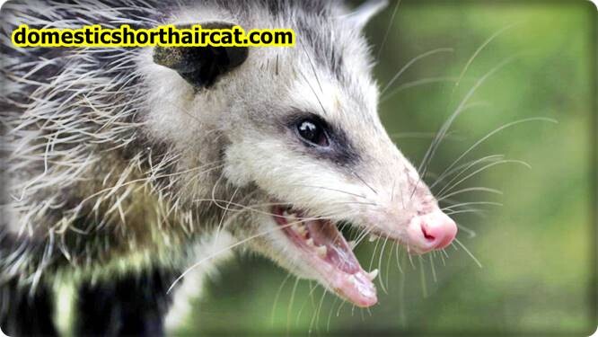 skunks-teeth Animals With Human Teeth skunks-teeth Animals With Human Teeth